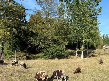 Randonnée Marche Anthisnes - Tavier - Photo