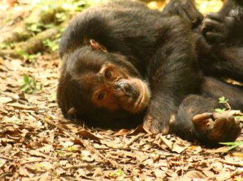 Randonnée Marche  - Mahale -Chimpanzé - Photo