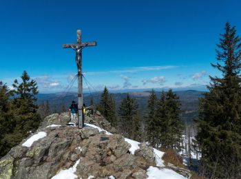 Percorso A piedi Spiegelau - Bärlapp - Photo