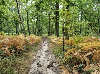 Trail Walking Fontenay-lès-Briis - Essonne_Fontenay-Les-Briis=>Roche-Turpin=>Soucy(bis) - Photo