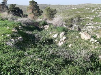 Trail On foot Bnei Shimon Regional Council - IL-continues northeast - route uncertain - Photo