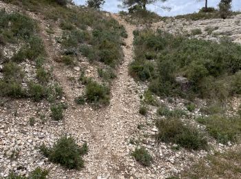 Trail Walking Salon de Provence - PF-Salon de Provence - Le Tallagard - Circuit MB - Photo