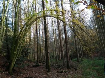 Tocht Stappen Fougerolles-Saint-Valbert - 07-11-20  - Photo