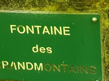 Randonnée Marche Nerville-la-Forêt - Rhododendron - Photo