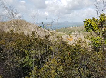Trail Walking Les Trois-Îlets - Anse à l Ane, anse Mitan par le morne - Photo