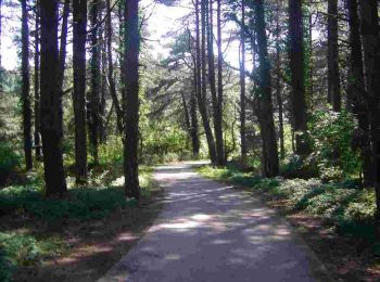 Trail Walking Quend - LP80_QUEND-PLAGE_Nord_6.7km - Photo