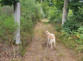 Tour Wandern Ouffet - promenade au bois d'Ouffet et du trou du Loup - Photo