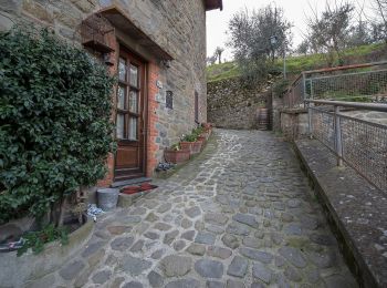 Percorso A piedi Massa e Cozzile - Anello Croci Marliana - Photo