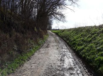 Trail Road bike Watermael-Boitsfort - Watermaal-Bosvoorde - 2020.03.12.V - Photo
