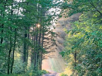 Randonnée Marche Libin - Smuid - Promenade du bois de Renimont - Photo