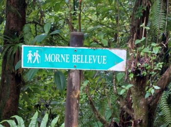 Randonnée Marche Gros-Morne - Fond St Denis-morne  bellevue-perou-morne bellevue- Fond St Denis   - Photo