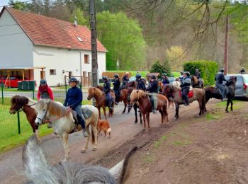 Trail Horseback riding Éguelshardt - 20230501-Eguelshart - Photo
