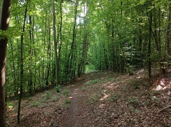Trail Walking Notre-Dame-de-Bondeville - Randonnée en forêt Domaniale de Normandie - Photo