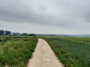 Tocht Paardrijden Walcourt - Mertenne/bois de la Baronne/Rognée - Photo