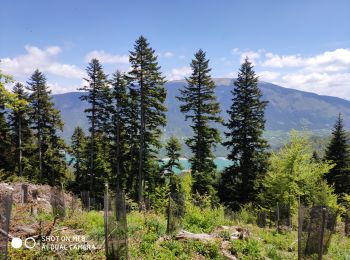 Trail Nordic walking Treffort - sinard - lac de treffort - Photo