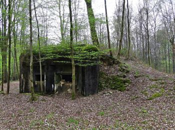 Tocht Mountainbike Momignies - Macquenoise - Bois de Saint Michel - Découverte de Bunkers - Photo