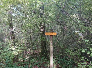 Trail Walking Nogent-l'Abbesse - 06/10/2022 Nogent L'Abesse - Photo