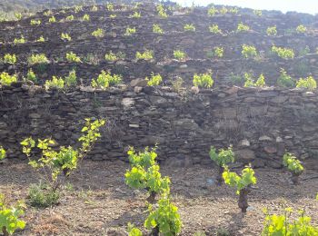 Tour Wandern Collioure - Collioure col de serre dans les vignes  - Photo