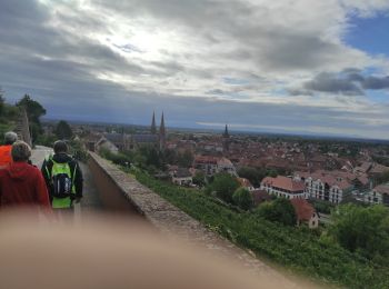 Tocht Stappen Obernai - Audax Obernai 100 kms - Photo