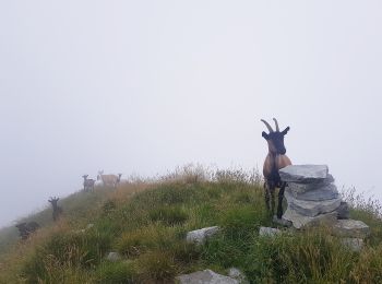 Tour Zu Fuß Toceno - M21 - Toceno - San Pantaleone - Photo