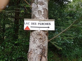 Tour Wandern Rimbach bei Masmünster - Rimbach - Col des Perches (13/8/2020) - Photo