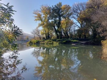 Percorso Marcia Châteauneuf-du-Rhône - Châteauneuf : Les Iles du Rhône 9km - Photo