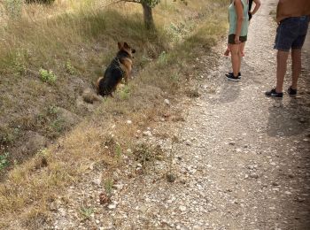 Trail Walking Saint-Cannat - Saint Cannat 07/08/2021 - Photo