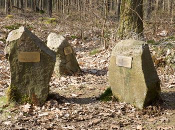 Tour Zu Fuß Borger-Odoorn - Korte Schapenroute - Photo