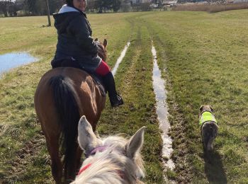 Trail Horseback riding Bénaménil - Élodie tiboy Vispa  - Photo