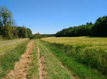 Trail Walking Saint-Épain - Saint-Epain - 14.3km 140m 3h05 - 2020 05 21 - Photo