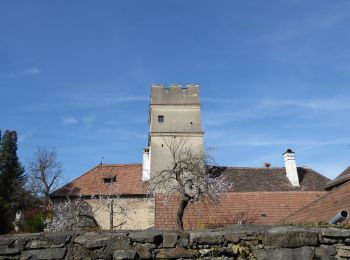 Excursión A pie Gemeinde Spitz - Schwallenbach-Ruine Hinterhaus-Spitz - Photo