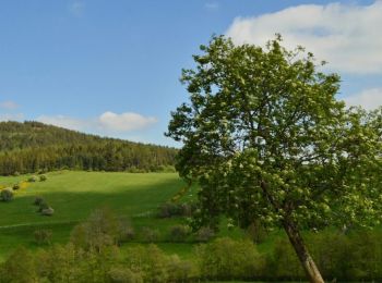 Excursión A pie Saulzet-le-Froid - Saulzet_Froid_Puy_Montenard - Photo