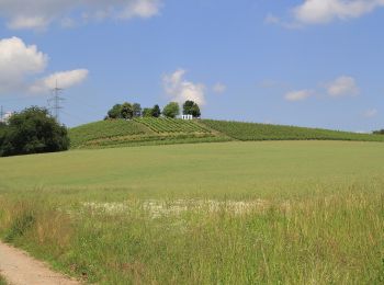 Randonnée A pied Alzenau - Schwarzer Keiler, Rundwanderweg Alzenau - Wanderparkplatz Mühlmark - Photo