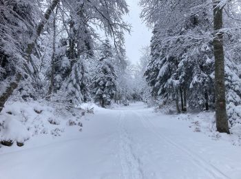 Trail Snowshoes Lans-en-Vercors - 5,8km R Lans-en-V Vertige des Cimes AR - Photo