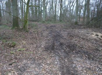 Percorso A piedi Sassenburg - Osloßer Allertal Rundwanderweg - Photo