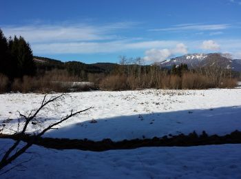 Randonnée A pied Bad Mitterndorf - Waldsteig - Photo