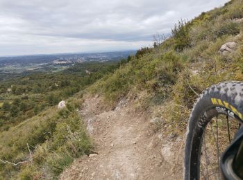Trail Mountain bike Vitrolles - dans le jardin  - Photo
