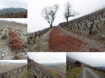 Randonnée Marche Chignin - Vignoble-de-CHIGNIN-2021-01-31 - Photo
