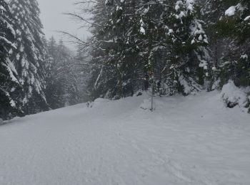 Trail Snowshoes Gérardmer - Gerardmer raquettes 5 - Photo