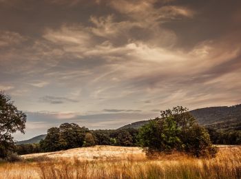 Tocht Te voet Gemeinde Klosterneuburg - Weidlingbach/Dombachgraben - Moosbrunner Boden - Photo