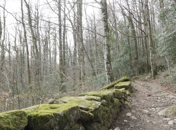 Trail Walking Burlats - lac du merle la cugnassarie  - Photo