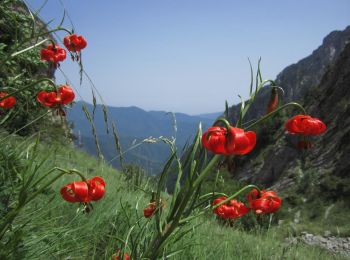 Percorso Marcia Andon - Les pivoines et les lys pomponne de la montagne de Thiey  - Photo