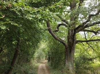 Trail Walking Essertines-en-Donzy - Essertines en Donzy - Photo