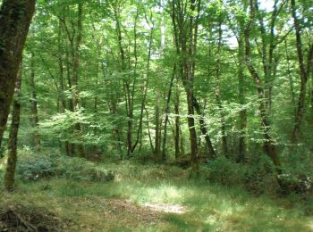 Tour Wandern Forest-l'Abbaye - LP80_FOREST-L'ABBAYE_7.9Km - Photo