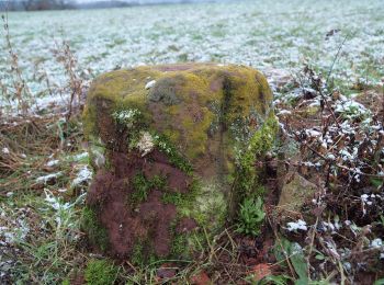 Tour Zu Fuß Sippersfeld - Primmtal Wanderweg Nr. 7 - Photo