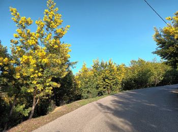 Trail On foot Tanneron -  Tanneron-les mimosas-13-01-23 - Photo