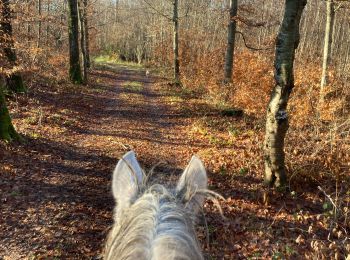 Trail Horseback riding Saint-Martin - Bois banal joyeux yoigo tipsy - Photo