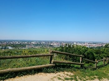 Tour Wandern Toulouse - Pech David - Photo