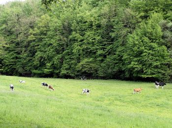 Randonnée A pied Auetal - NI 1 - Photo