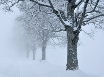 Tocht Te voet Schwarzenberg - Chraigütsch - Ober Lauelen - Photo